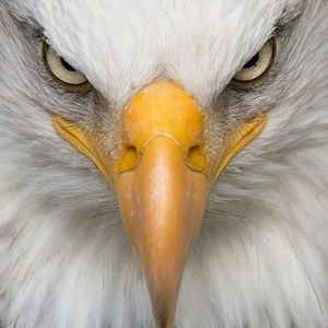 Meet your Posher, Danny